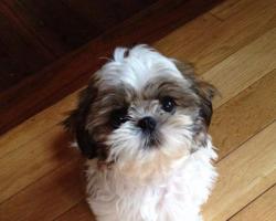 chien cute
