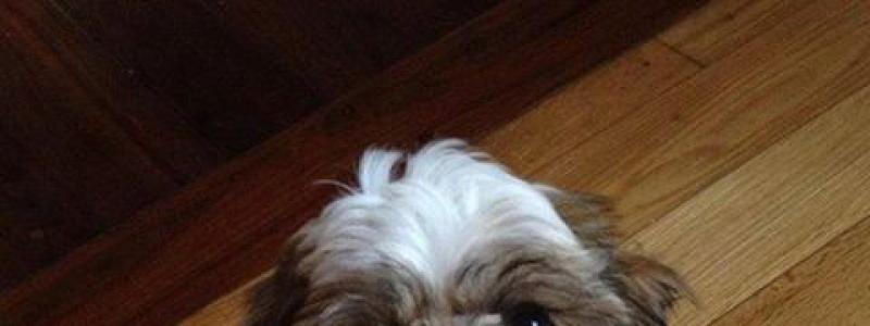 chien cute
